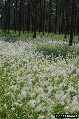 Large cogongrass infestation